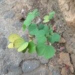 Bauhinia divaricata Blad