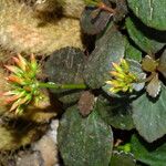 Kalanchoe crenata Flower