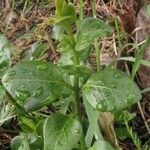 Vinca major Leaf