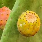 Opuntia ficus-indica Плід