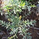 Artemisia caerulescens Hostoa