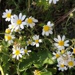 Anthemis cotula Fleur