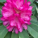 Rhododendron × hybridum