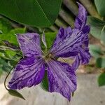 Clematis viticellaFlor