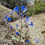 Phacelia campanularia 形態