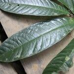 Duguetia eximia Hoja