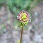 Poterium sanguisorba Flower