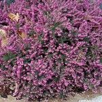 Erica carnea Costuma