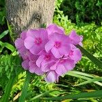 Phlox paniculataFlower