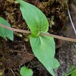 Valeriana montana পাতা