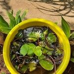 Nymphaea tetragona Plante entière