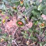 Lonicera implexa Fruit