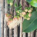 Syzygium paniculatum Õis