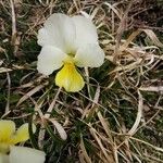 Viola calcarata Kvet