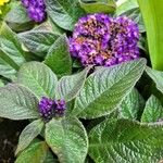 Heliotropium arborescens List