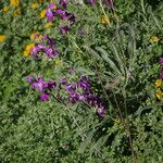 Matthiola incana Fiore
