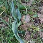 Colchicum longifolium Leaf