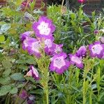 Penstemon hartwegii Flower