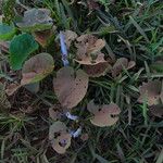 Ipomoea asarifolia Leaf