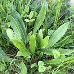 Picris echioides Blatt