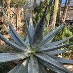 Aloe marlothii Yeri