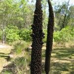Xanthorrhoea australis 果實