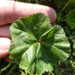 Malva nicaeensis Leaf