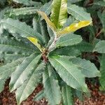 Photinia serratifolia Leaf