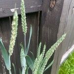 Triticum aestivumLeaf