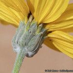 Helianthus niveus Flor