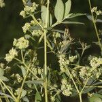 Euphorbia lasiocarpa Habit