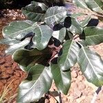 Canarium oleiferum Leaf