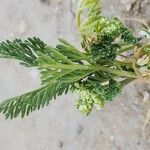 Anisosciadium orientale Likasa