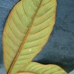 Pycnandra benthamii ഇല