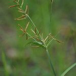 Cyperus rotundus 花