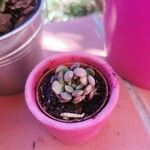 Echeveria minima List