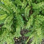 Sophora microphylla Hoja