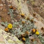 Phagnalon platyphyllum Casca