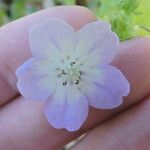 Nemophila phacelioides Цвят