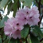 Rhododendron uvariifolium Flor
