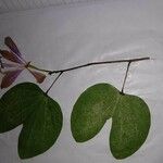 Bauhinia acuminata Feuille