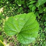 Ipomoea pandurata Fuelha