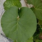 Piper auritum Leaf