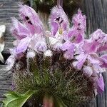 Phlomoides tuberosa 花