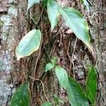 Culcasia angolensis Hoja