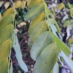 Robinia viscosa Агульны выгляд