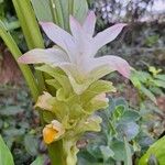 Curcuma longa Flor