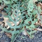 Lactuca viminea Leaf