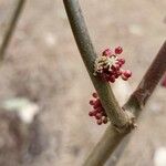 Alchornea davidii Flor