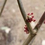 Alchornea davidii Blomst